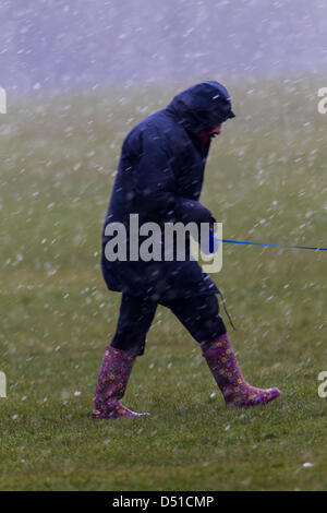 Abington Park Northampton UK. Il 22 marzo 2013. La mattina presto la pioggia, nevischio e neve in Abington Park Northampton REGNO UNITO come proprietari a piedi i loro cani. Credito: Keith J Smith/Alamy Live News Foto Stock