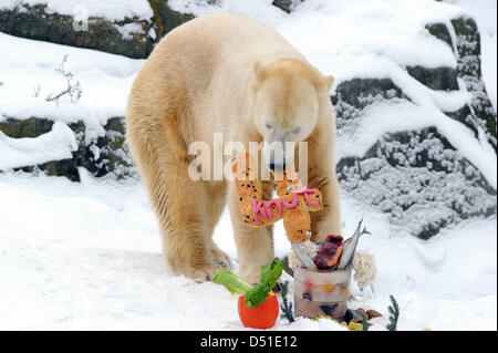 Orso polare Knut si gode la sua deliziosa presenta il suo quarto compleanno nel suo recinto allo Zoo di Berlino in Germania, 5 dicembre 2010. Egli è stato dato un pesce icebomb, insalata e quattro dalla pasta. Numerosi visitatori hanno guardato il tradizionale cerimonia. Foto: Soeren Stache Foto Stock