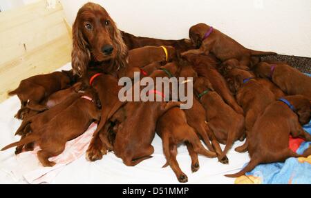 Un file immagine datata 14 ottobre 2010 mostrano un Setter Irlandese Lei-cane con la sua 18 cuccioli in Neverin, Germania, 14 ottobre 2010. Da otto a dodici cuccioli sono la media di lettiera con questa razza. I quattro anni di cane, che è anche stato addestrato come un cane di salvataggio, ha ottenuto la sua prima cucciolata. Foto: Sebastian Haerter Foto Stock