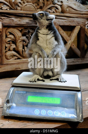 Un anello-tailed lemur siede su un pesare al Tierpark Hagenbeck di Amburgo, Germania, 29 dicembre 2010. L'inventario annuale presso la sala tropicale significava conteggio, pesatura e misurazione di animali di tutti i tipi. Foto: ANGELIKA WARMUTH Foto Stock