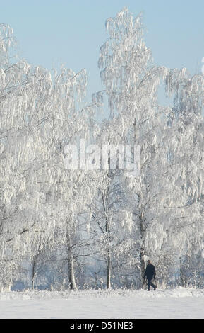 Ein Mann geht am Donnerstag (30.12.2010) a Straubing (Niederbayern) un mit Reif bedeckten Bäumen vorbei. Schnee und Eis haben Bayern weiterhin fest im Griff. Foto. Armin Weigel dpa/lby Foto Stock