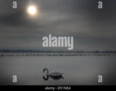 (FILE) un archivio foto datata il 14 gennaio 2008 illustra un cigno nuoto Bodesee sul lago vicino a Allensbach, Germania. Durante l'inverno, Lago Bodensee è spesso coperta di nebbia ondeggianti. Foto: Patrick Seeger Foto Stock