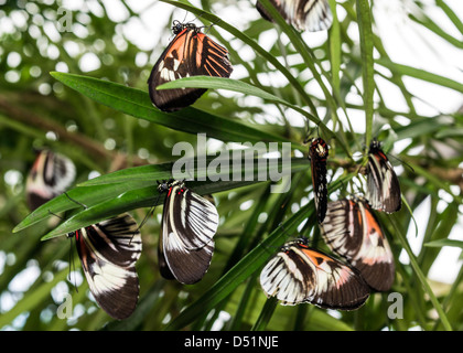 Butterfly giorno-volo gli insetti lepidotteri Heliconius animale Foto Stock