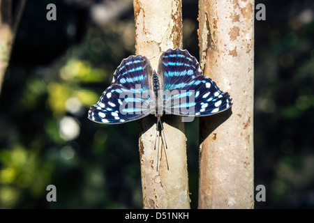 Butterfly giorno-volo gli insetti lepidotteri animale Onda Blu Foto Stock