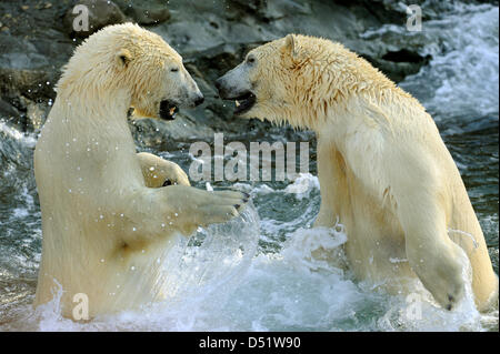 Gli orsi polari 'Nanuq' (R) e "stampante" gioco delle loro rivendicazioni al loro primo incontro allo zoo di Hannover, Germania, 30 settembre 2010. Foto: HOLGER HOLLEMANN Foto Stock