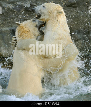 Gli orsi polari 'Nanuq' (R) e "stampante" gioco delle loro rivendicazioni al loro primo incontro allo zoo di Hannover, Germania, 30 settembre 2010. Foto: HOLGER HOLLEMANN Foto Stock