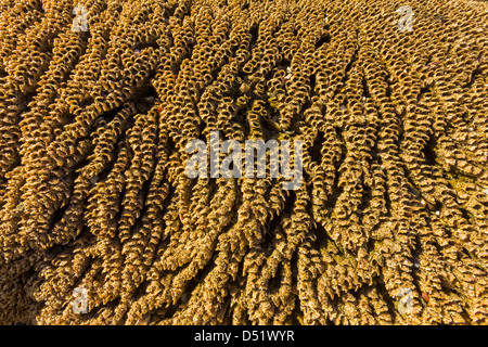 Intertidal sabbia corallina fatta dal Sandcastle worm, Playa Guiones beach, Nosara, Nicoya peninsula, provincia di Guanacaste, Costa Rica Foto Stock