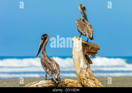 Coppia di marrone pellicani (Pelecanus occidentalis) arroccato al Nosara foce, Nosara, provincia di Guanacaste, Costa Rica Foto Stock