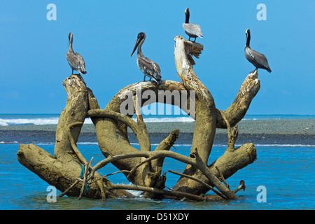 Brown pellicani (Pelecanus occidentalis) arroccato su driftwood presso il fiume Nosara bocca, Nosara, provincia di Guanacaste, Costa Rica Foto Stock