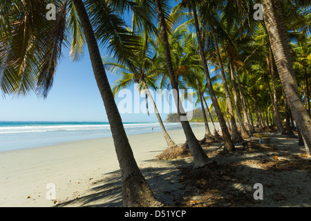 La sabbia bianca della spiaggia orlata di palme in questo rilassato villaggio & resort; Samara, provincia di Guanacaste, Nicoya Penninsula, Costa Rica Foto Stock