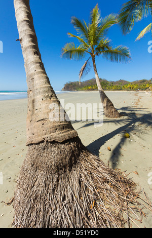 La sabbia bianca della spiaggia orlata di palme in questo rilassato villaggio & resort; Samara, provincia di Guanacaste, Nicoya Penninsula, Costa Rica Foto Stock