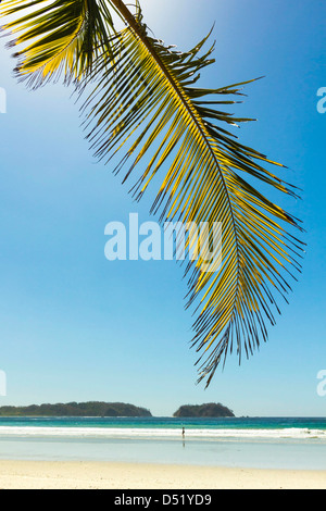 La sabbia bianca della spiaggia orlata di palme in questo rilassato villaggio & resort; Samara, provincia di Guanacaste, Nicoya Penninsula, Costa Rica Foto Stock