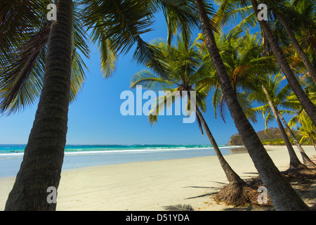 La sabbia bianca della spiaggia orlata di palme in questo rilassato villaggio & resort; Samara, provincia di Guanacaste, Nicoya Penninsula, Costa Rica Foto Stock