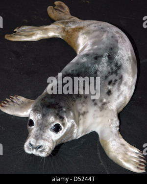 Guarnizione di tenuta del porto di pup Phoca vitulina Foto Stock