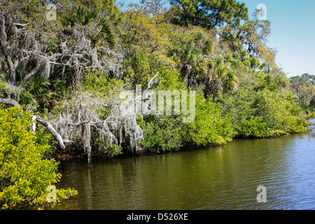 I boschi e le zone umide di Oscar Scherer Florida State Park Foto Stock