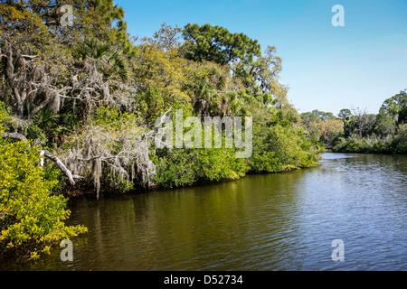 I boschi e le zone umide di Oscar Scherer Florida State Park Foto Stock