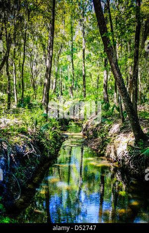 I boschi e le zone umide di Oscar Scherer Florida State Park Foto Stock