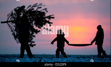 Illustrazione - un file immagine datata 10 dicembre 2009 mostra un uomo e due bambini che portano una sega e un pino attraverso una coperta di neve campo durante il tramonto vicino Briesen, Germania. Foto: Patrick Pleul Foto Stock