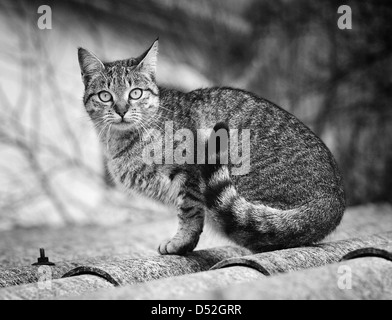 Gatto sul tetto in bianco e nero Foto Stock