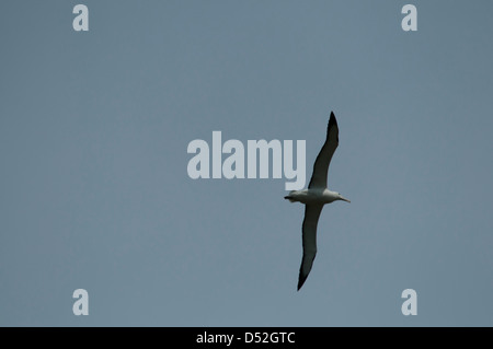 Northern Royal Albatros volare sopra il suo solo cclonie continentale a Taiaroa Head alla fine della penisola di Otago n Nuova Zelanda. Foto Stock