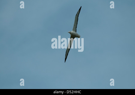 Northern Royal Albatros volare sopra il suo solo cclonie continentale a Taiaroa Head alla fine della penisola di Otago n Nuova Zelanda. Foto Stock