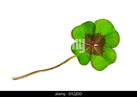 Trifoglio verde isolato su bianco Foto Stock