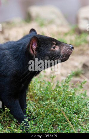 Il Diavolo della Tasmania (Sarcophilus harrisii) è il più grande dei Dasyuridae. Australia e Tasmania Foto Stock