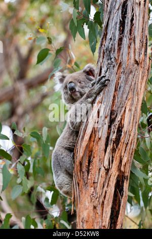 Koala (Phascolarctos cinereus) nella struttura ad albero, Australia Foto Stock