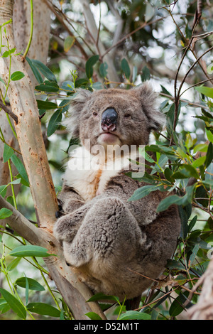 Koala (Phascolarctos cinereus) nella struttura ad albero, Australia Foto Stock