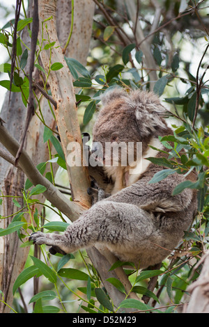 Koala (Phascolarctos cinereus) nella struttura ad albero, Australia Foto Stock