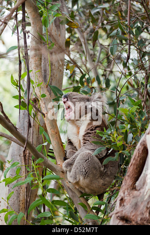Koala (Phascolarctos cinereus) nella struttura ad albero, Australia Foto Stock