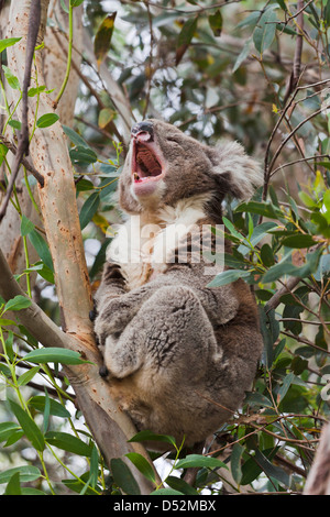 Koala (Phascolarctos cinereus) nella struttura ad albero, Australia Foto Stock