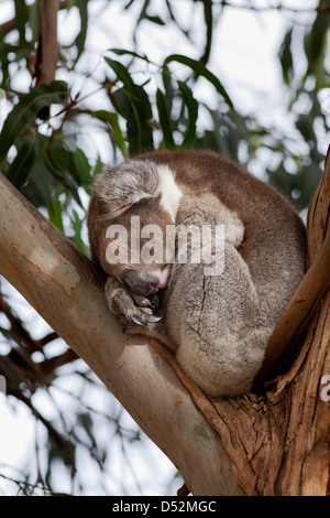 Koala (Phascolarctos cinereus) nella struttura ad albero, Australia Foto Stock