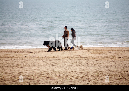 Accoppiare cani a piedi lungo la spiaggia di Bournemouth nel Marzo Foto Stock