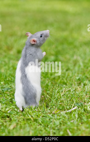 Ratto sul prato vicino fino Foto Stock