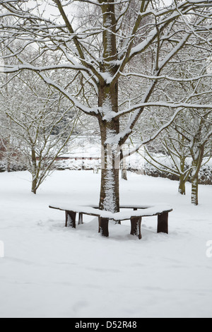 Banco di albero nella neve Foto Stock