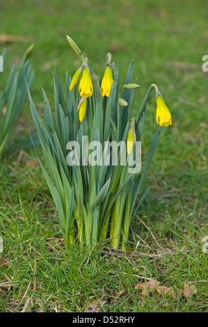 Giunchiglie, Narcissus sp., all'inizio di foglia, giovani fiori e boccioli nel tardo inverno Foto Stock