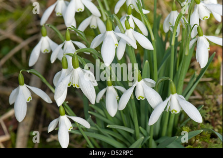 Bucaneve, Galanthus nivalis, fioritura nel bosco di luce in Devon Foto Stock