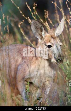 Canguro rosso (Macropus rufus), Australia Foto Stock