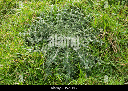 Forte spear thistle, Cirsium vulgare, leaf rosette in erba pascoli Foto Stock