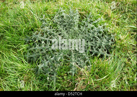 Forte spear thistle, Cirsium vulgare, leaf rosette in erba pascoli Foto Stock