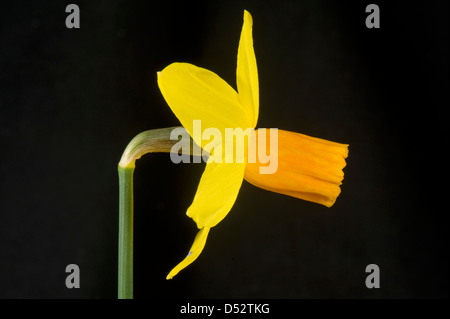 Vista laterale di un daffodil fiore di narciso 'Jetfire', con sepali di colore giallo e arancio corona Foto Stock