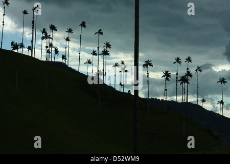 Cocora Valley, uno dei paesaggi più belli di Quindio, che è incastonato tra le montagne della Cordillera Central Foto Stock