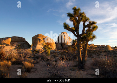 Joshua Tree (Yucca brevifolia) & grande roccia di granito formazioni in The Joshua Tree National Park, California, Stati Uniti d'America nel gennaio Foto Stock
