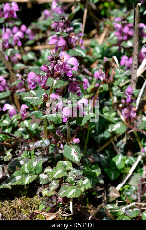 Avvistato Dead ortica (Lamium maculatum) Foto Stock