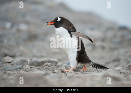 Gentoo penguin Pygoscelis papua, portando una pietra per costruire un nido. Neko Harbour, Penisola antartica. Foto Stock