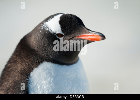 Gentoo penguin Pygoscelis papua, ritratto. Isola Peterman, Penisola antartica. Foto Stock