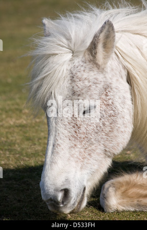Assonnato Cavallino Bianco Foto Stock