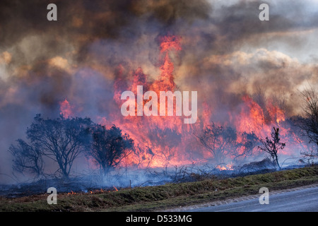 Bruciando controllato della brughiera nella nuova foresta Foto Stock