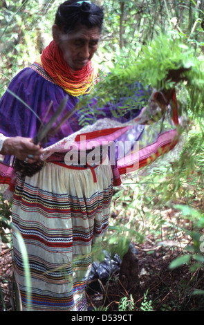 Susie Billie la raccolta di piante medicinali: Big Cypress Seminole Indian Reservation, Florida Foto Stock
